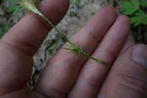 Carex michelii(Carex michelii)
