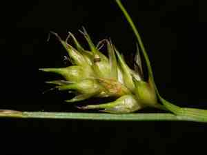 Carex michelii(Carex michelii)