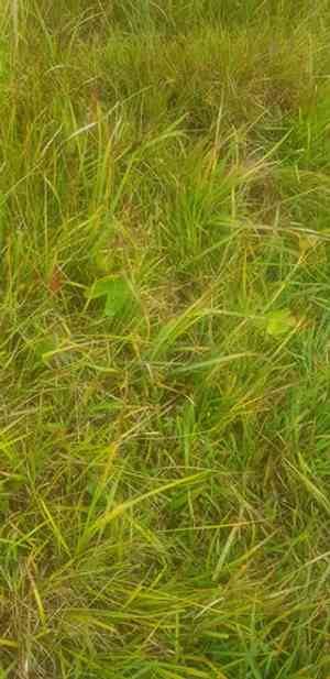 Bristle sedge(Carex microglochin)