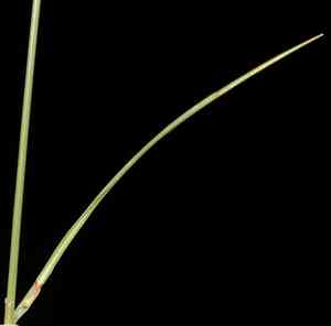 Bristle sedge(Carex microglochin)
