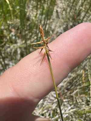Bristle sedge(Carex microglochin)