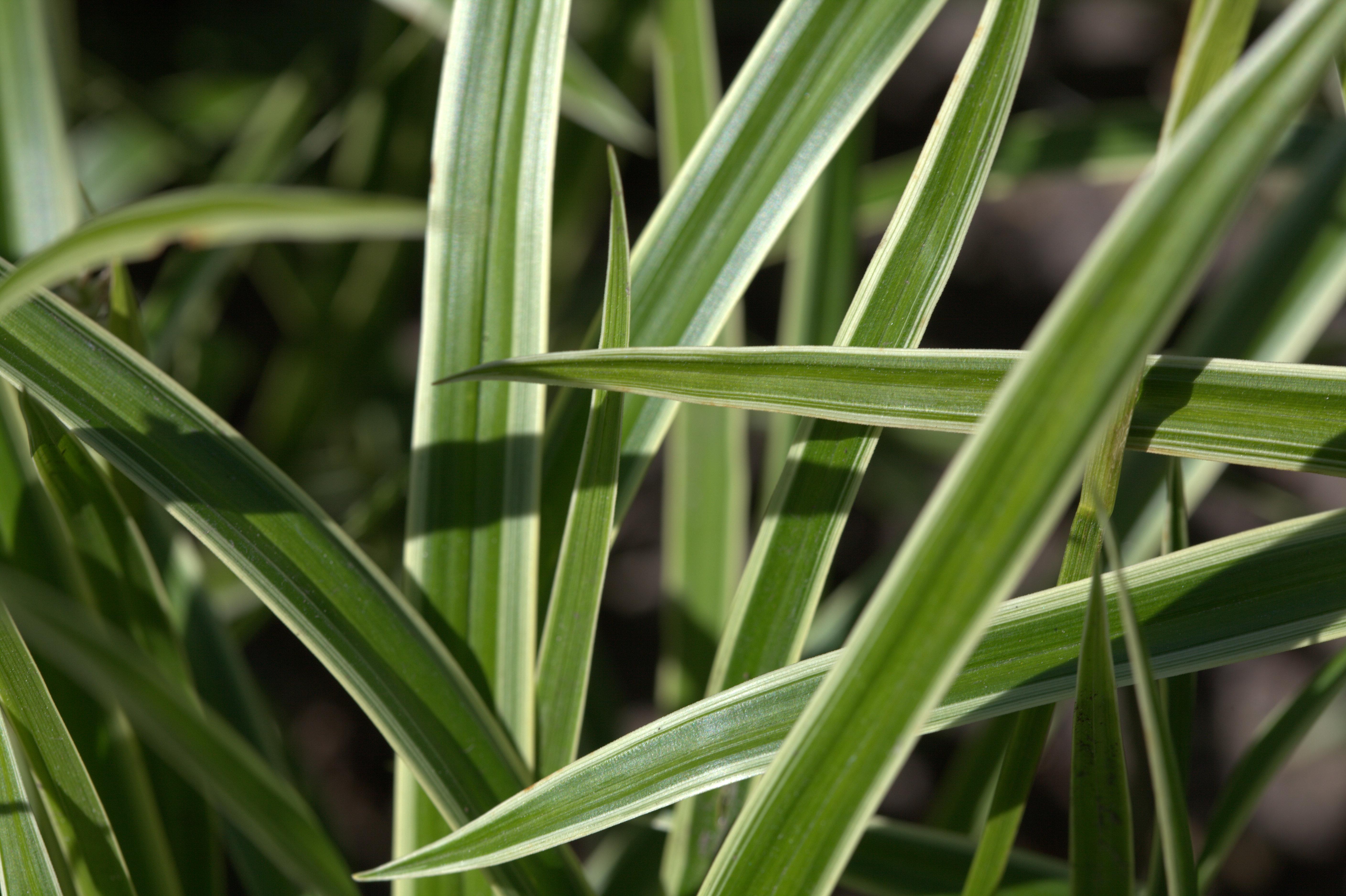 Morrow's sedge