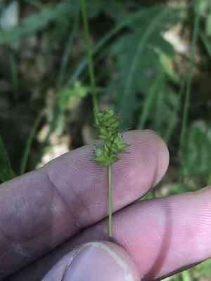 Muhlenberg's sedge(Carex muehlenbergii)