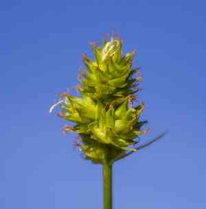 Muhlenberg's sedge(Carex muehlenbergii)