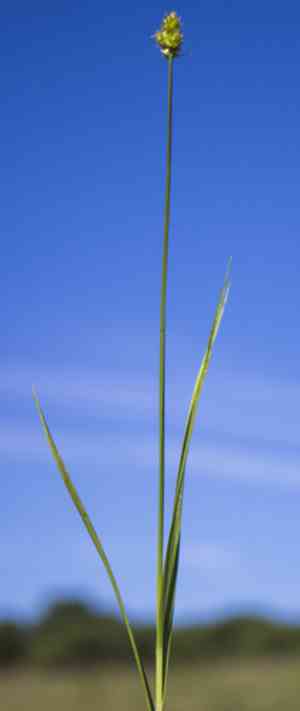 Muhlenberg's sedge(Carex muehlenbergii)