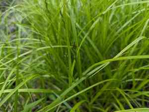 Palm sedge(Carex muskingumensis)