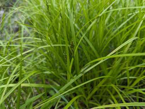 Palm sedge(Carex muskingumensis)