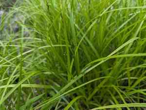 Palm sedge(Carex muskingumensis)