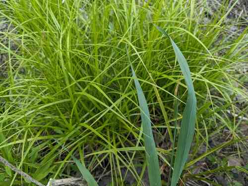 Palm sedge(Carex muskingumensis)