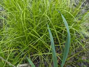 Palm sedge(Carex muskingumensis)