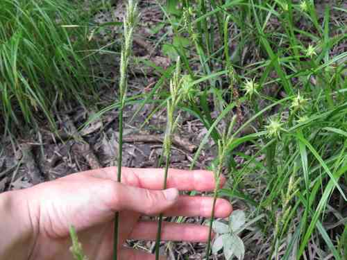 Palm sedge(Carex muskingumensis)