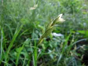 Palm sedge(Carex muskingumensis)
