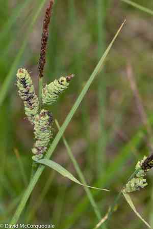 Common sedge(Carex nigra)