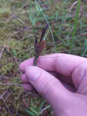 Common sedge(Carex nigra)