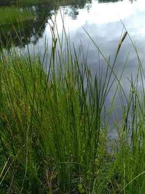 Common sedge(Carex nigra)