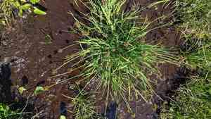 Black alpine sedge (Carex nigricans) Care Guide: Pests, Diseases ...