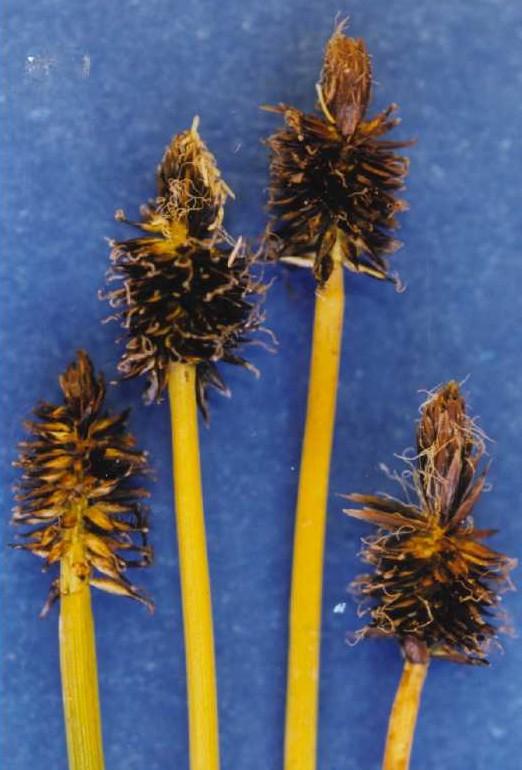 Black alpine sedge (Carex nigricans) Care Guide: Pests, Diseases ...