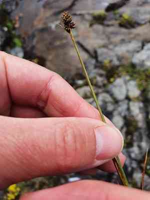 Close-headed alpine sedge(Carex norvegica)