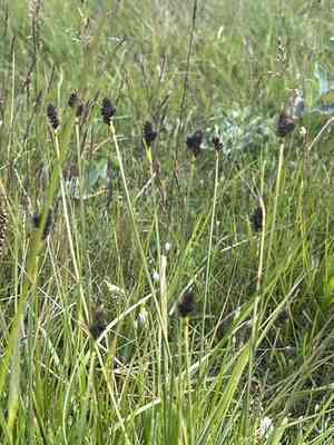 Close-headed alpine sedge(Carex norvegica)