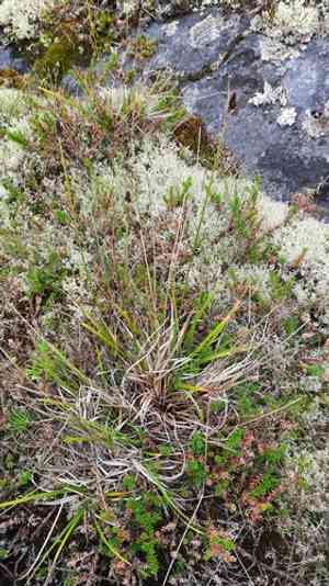Close-headed alpine sedge(Carex norvegica)