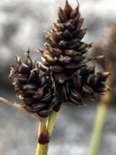 Close-headed alpine sedge (Carex norvegica) Care Guide: Pests, Diseases ...