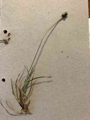 Close-headed alpine sedge(Carex norvegica)