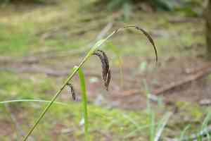 Slough Sedge(Carex obnupta)