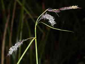 Slough Sedge(Carex obnupta)