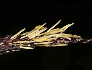 Slough Sedge(Carex obnupta)