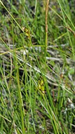 Fewseed sedge(Carex oligosperma)