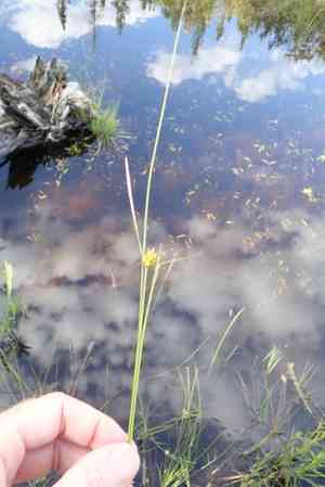 Fewseed sedge(Carex oligosperma)