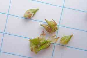 Fewseed sedge(Carex oligosperma)