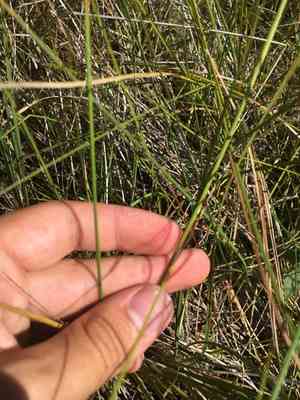 Fewseed sedge(Carex oligosperma)