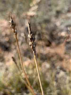 Grassyslope sedge(Carex oreocharis)
