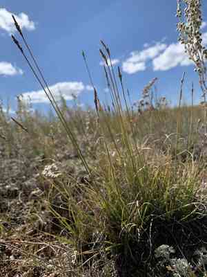 Grassyslope sedge(Carex oreocharis)