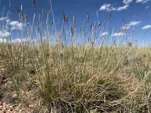 Grassyslope sedge(Carex oreocharis)