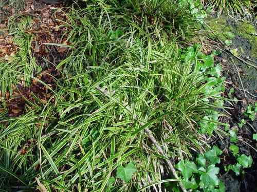 Striped weeping sedge(Carex oshimensis)