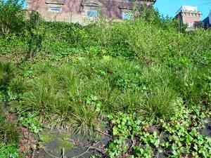 Striped weeping sedge(Carex oshimensis)