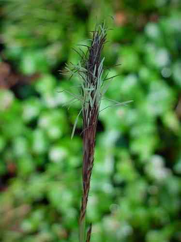 Striped weeping sedge(Carex oshimensis)