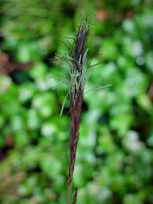 Striped weeping sedge(Carex oshimensis)