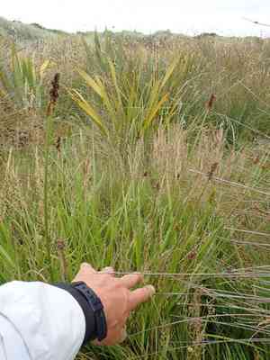 False fox-sedge(Carex otrubae)