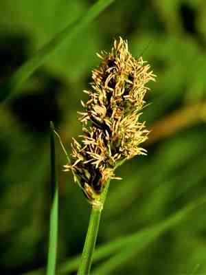 False fox-sedge(Carex otrubae)