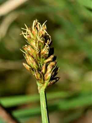 False fox-sedge(Carex otrubae)