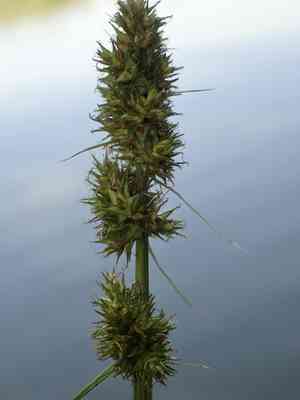 False fox-sedge(Carex otrubae)