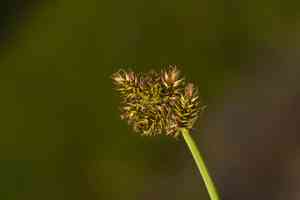 Chamisso sedge(Carex pachystachya)