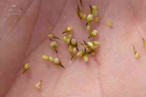 Chamisso sedge(Carex pachystachya)