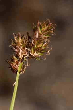 Chamisso sedge(Carex pachystachya)