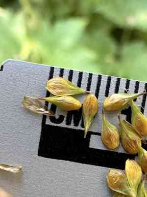 Chamisso sedge(Carex pachystachya)