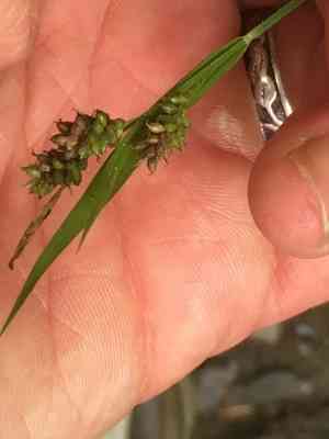 Pale sedge(Carex pallescens)