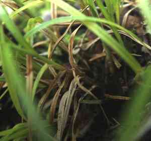 Pale sedge(Carex pallescens)